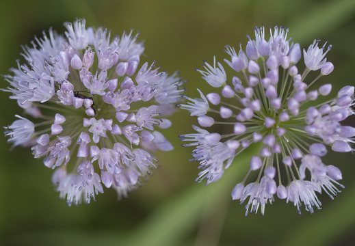 Allium senescens · žilasis česnakas