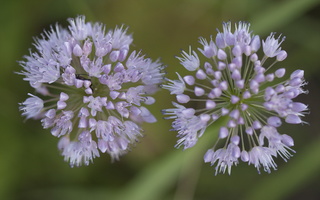 Allium senescens · žilasis česnakas