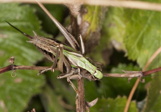 Metrioptera brachyptera female · raistinis spragtukas ♀
