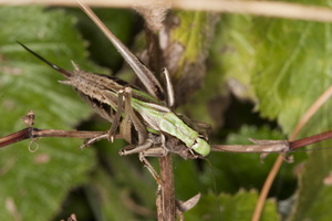 Metrioptera brachyptera female · raistinis spragtukas ♀