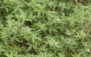 Geranium sibiricum · sibirinis snaputis