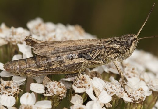 Chorthippus biguttulus, female · paprastasis skėriukas ♀