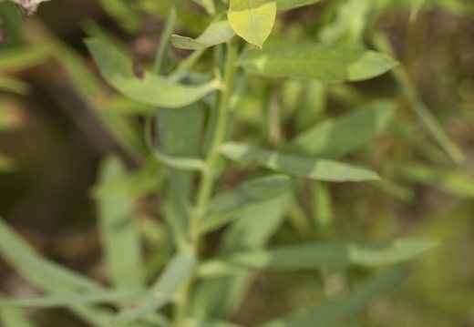 Euphorbia esula · didžioji karpažolė