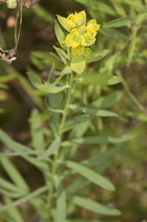 Euphorbia esula · didžioji karpažolė