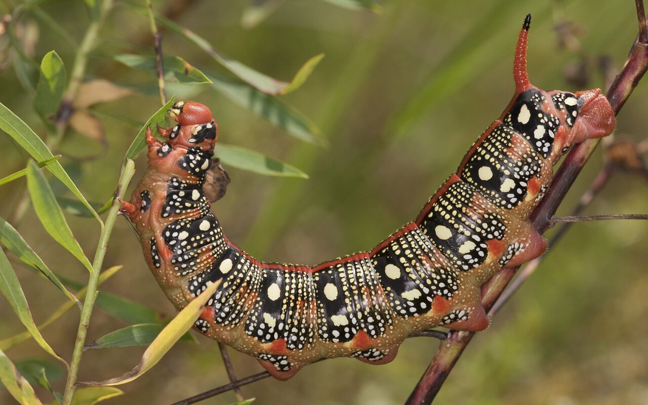 Hyles euphorbiae caterpillar · karpažolinis sfinksas, vikšras