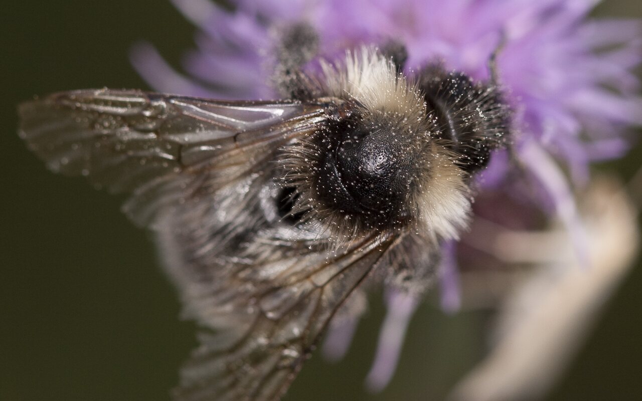 Apidae-2478.jpg