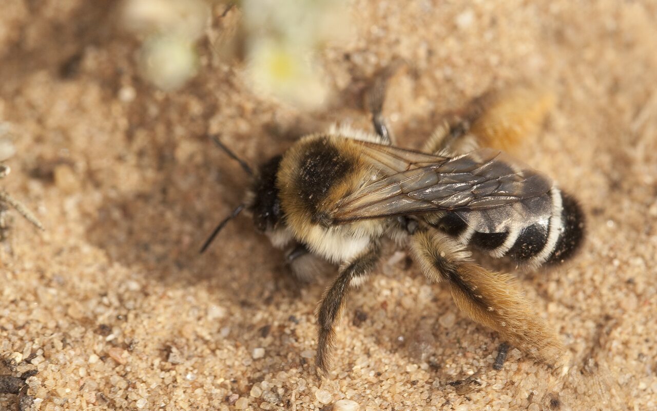 Dasypoda hirtipes · gauruotakojė bitė