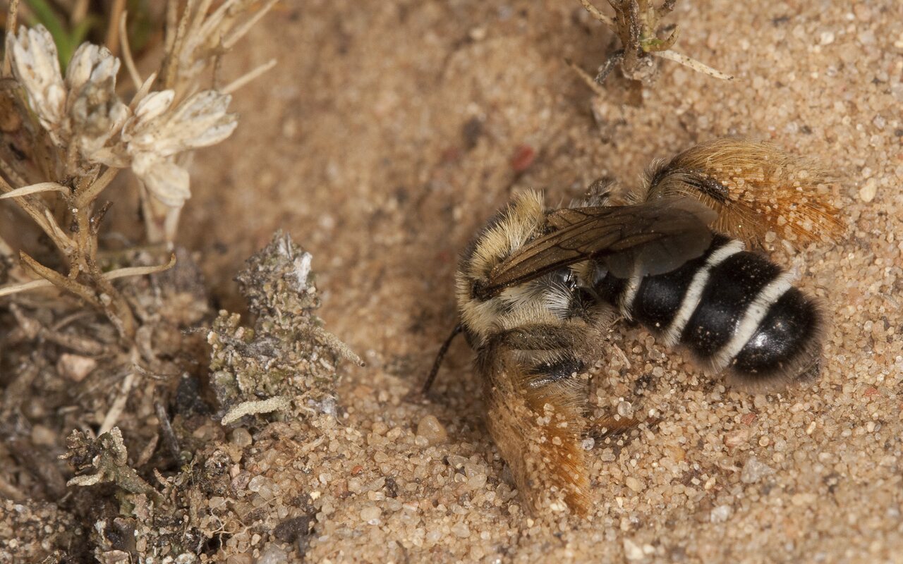 Dasypoda altercator · gauruotakojė bitė