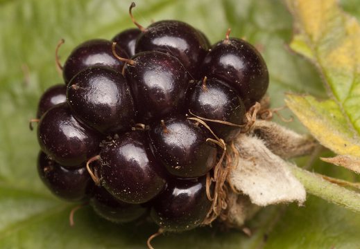 Rubus plicatus fruit · raukšlėtoji gervuogė, vaisius
