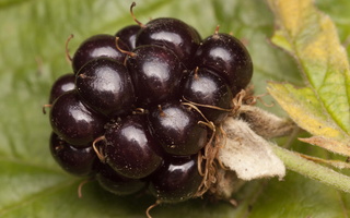 Rubus plicatus · raukšlėtoji gervuogė