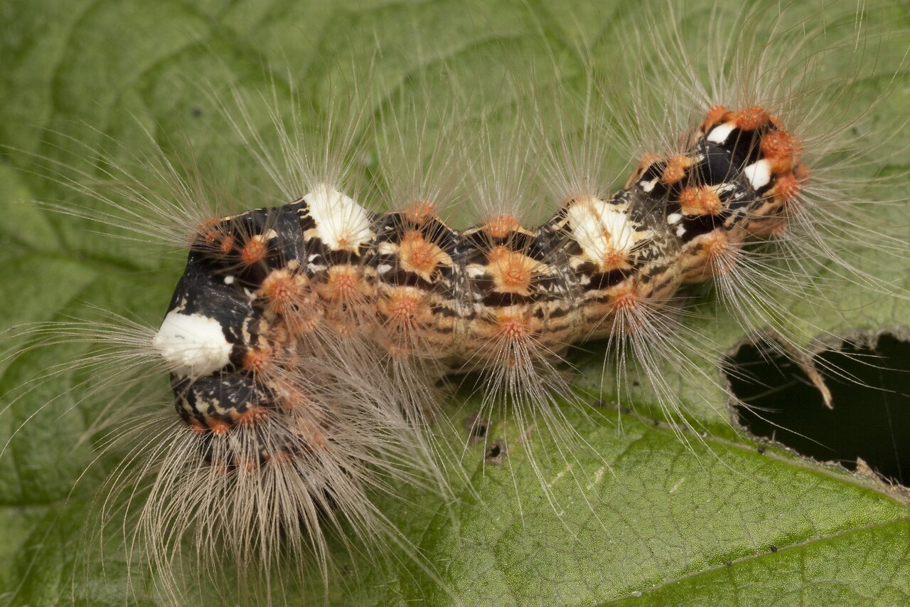 Moma alpium caterpillar · kerpinis strėlinukas, vikšras