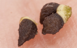Echium vulgare, seeds · paprastasis ežeinis, sėklos