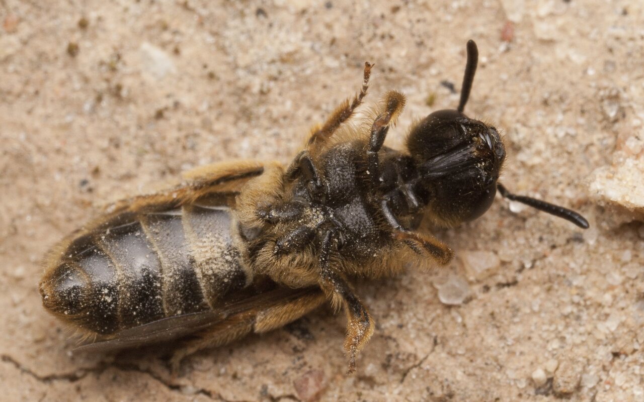 Apidae-2694.jpg