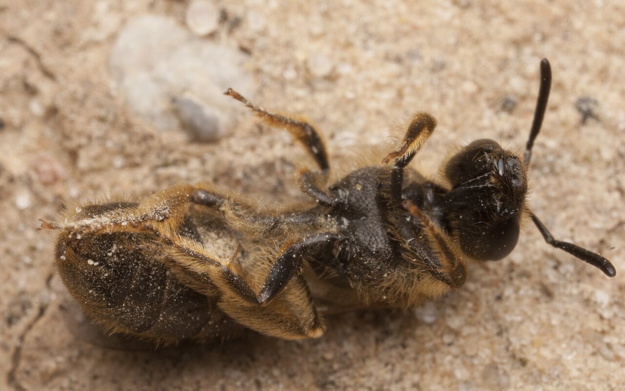 Apidae-2696.jpg