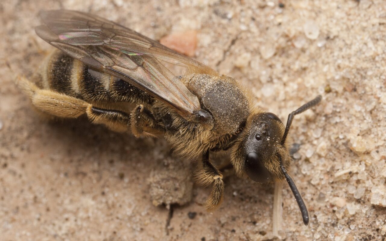 Apidae-2699.jpg