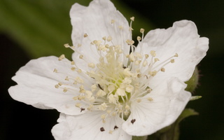 Rubus caesius flower · paprastoji gervuogė, žiedas
