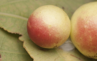 Cynips quercusfolii · obuoliškoji gumbavapsvė