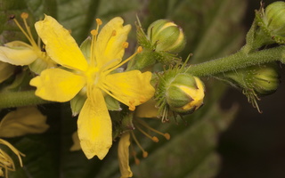 Agrimonia procera flower · kvapioji dirvuolė, žiedas