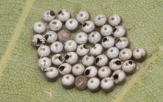 Phalera bucephala eggs · tošinis kuoduotis, kiaušinėliai