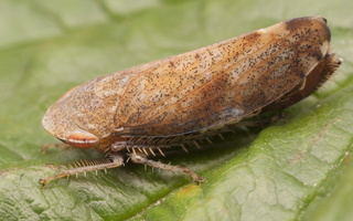 Fieberiella septentrionalis · cikadėlė