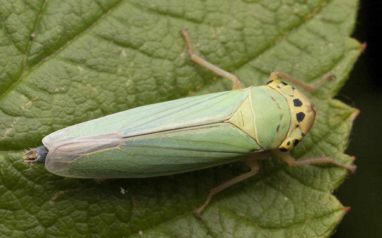 Cicadella-viridis-2819.jpg