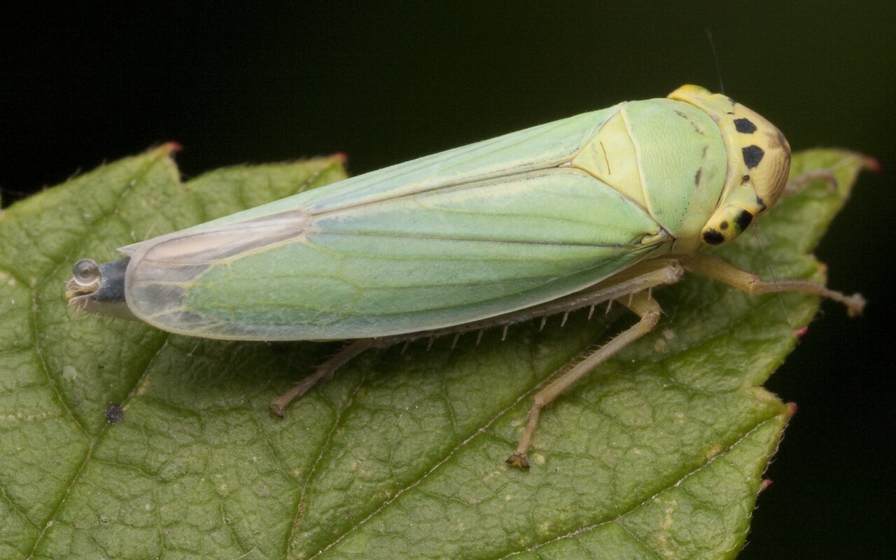 Cicadella-viridis-2821.jpg