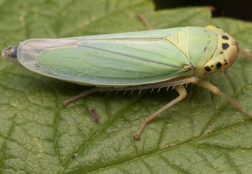 Cicadellidae · cikadėlės