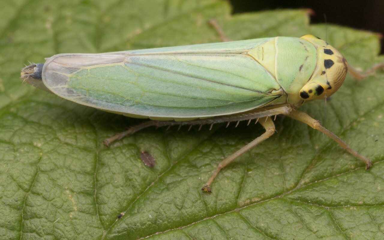 Cicadella-viridis-2823.jpg