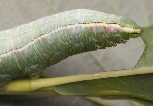 Pterostoma palpina · ilganosis kuoduotis