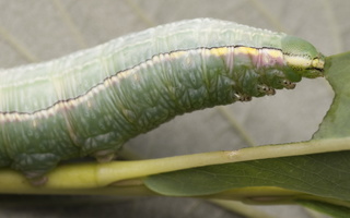 Pterostoma palpina · ilganosis kuoduotis
