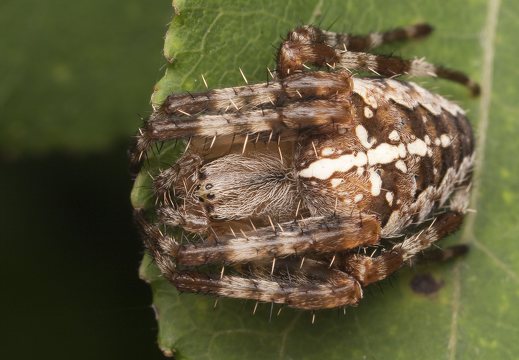 Araneus diadematus female · paprastasis kryžiuotis ♀