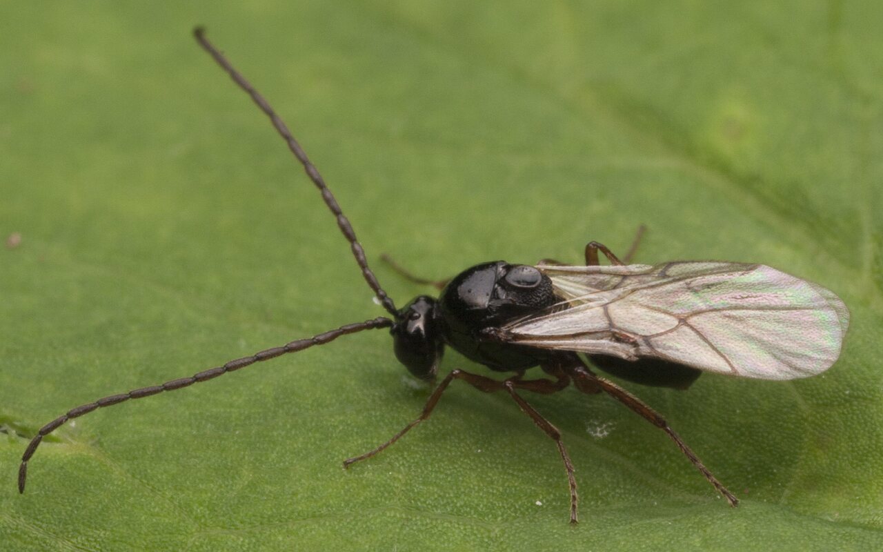 Hymenoptera-2845.jpg