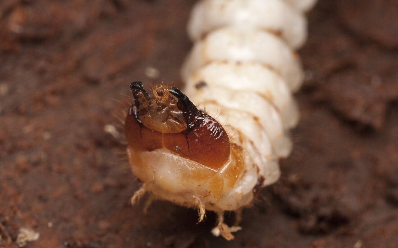 Cerambycidae-2888.jpg