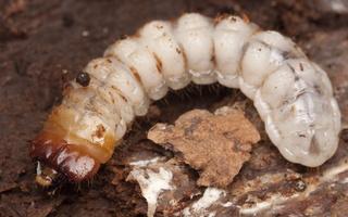 Cerambycidae larva · ūsuočio lerva