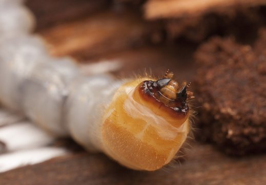Monochamus sp. larva · ožiaragio lerva