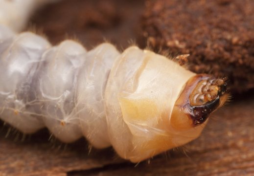 Monochamus sp. larva · ožiaragio lerva