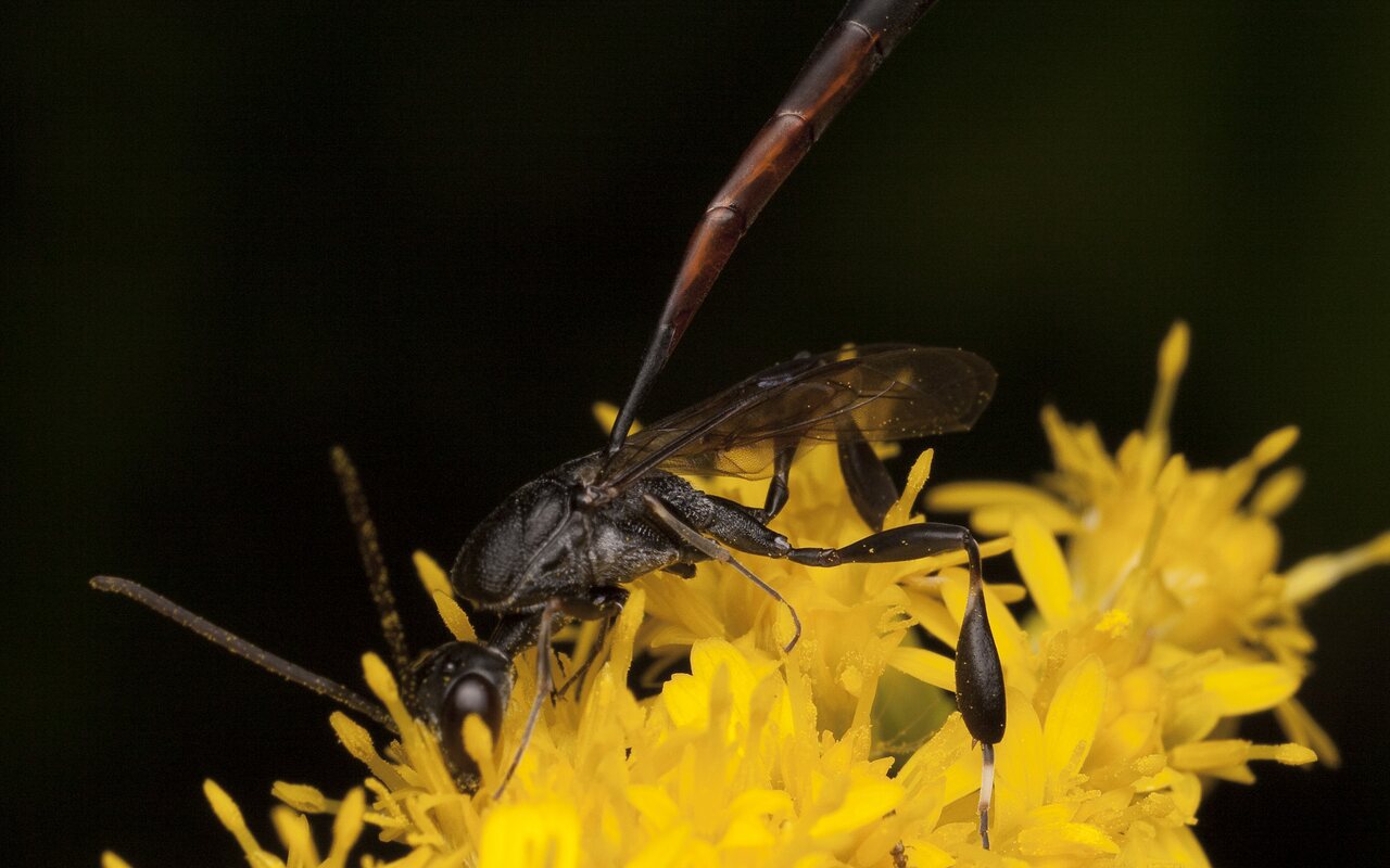 Hymenoptera-2929.jpg