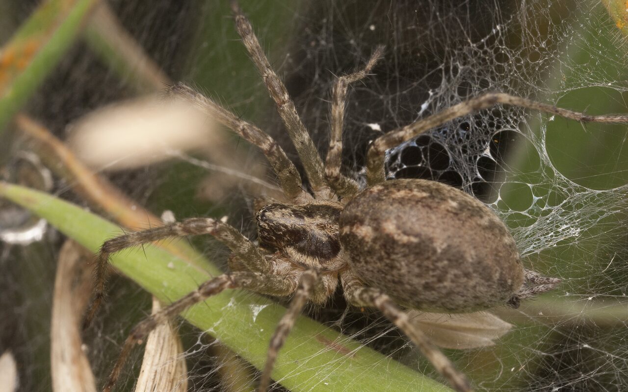 Agelena-labyrinthica-2940.jpg