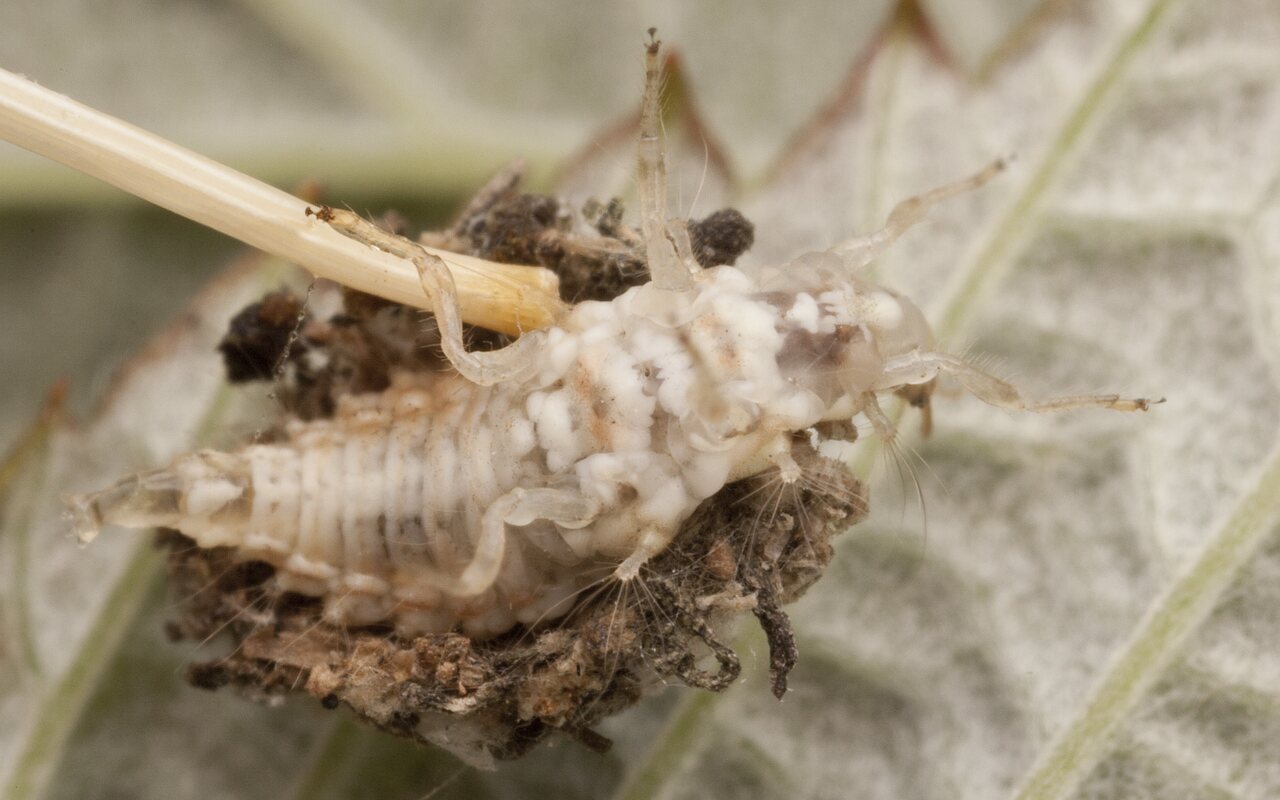 Chrysopidae-larva-2944.jpg