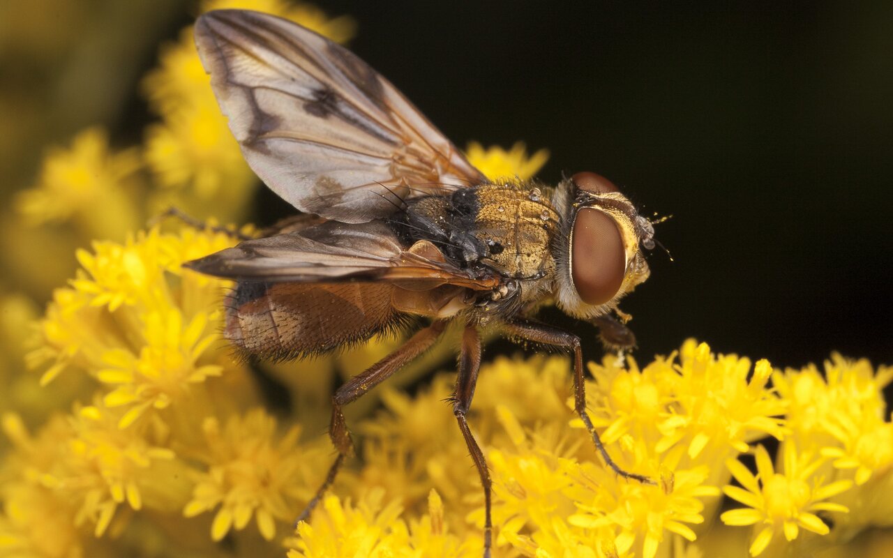 Ectophasia crassipennis male · dygliamusė