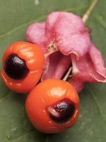 Euonymus verrucosus, seeds · karpotasis ožekšnis, sėklos