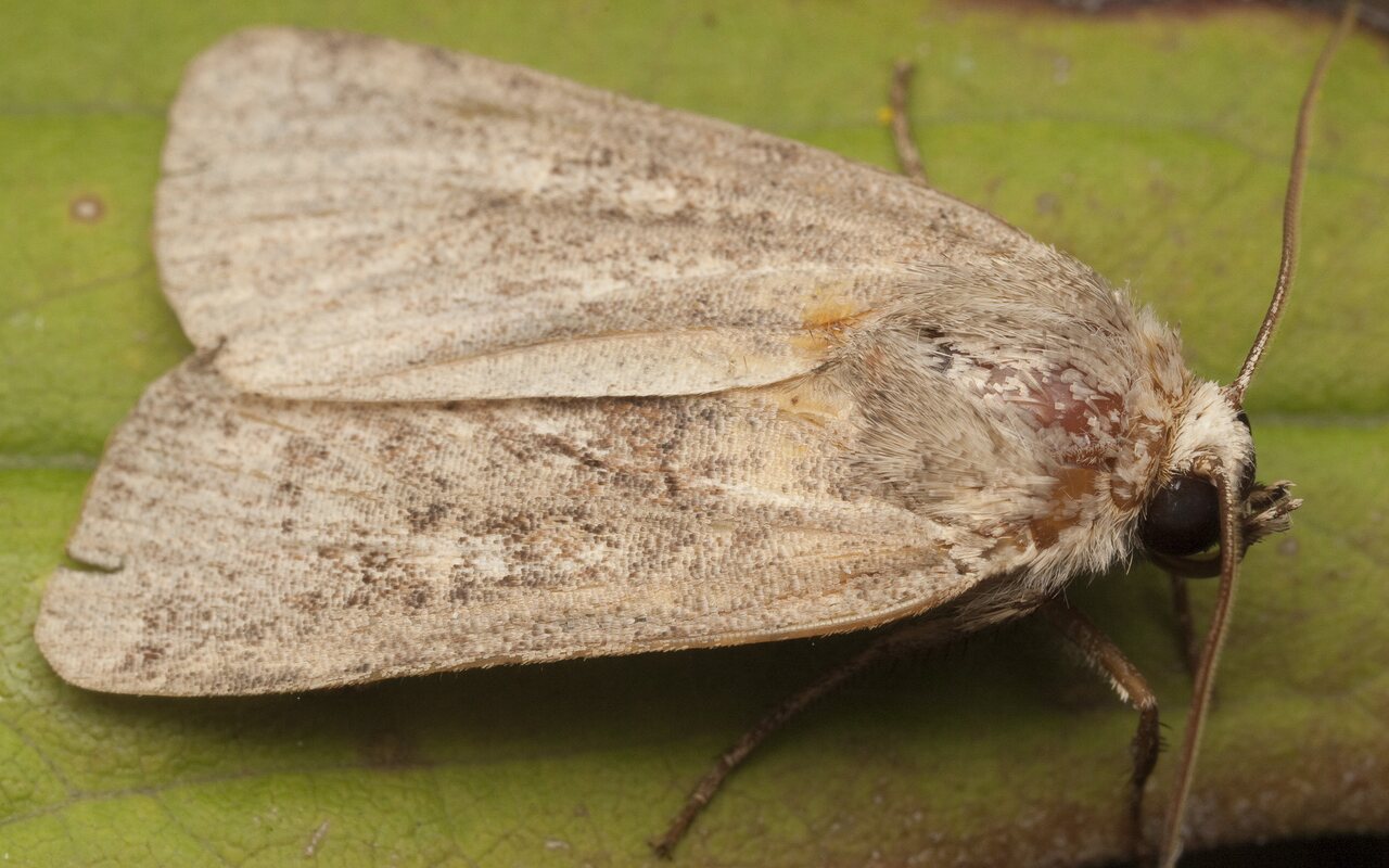 Lepidoptera-3031.jpg