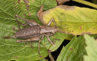 Pholidoptera griseoaptera · keršasis žiogas