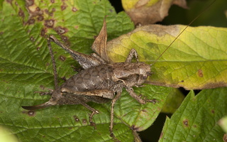 Pholidoptera griseoaptera female · keršasis žiogas ♀