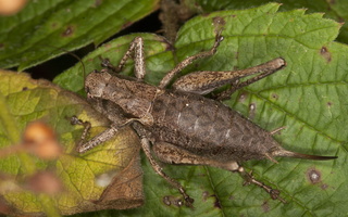 Pholidoptera griseoaptera female · keršasis žiogas ♀