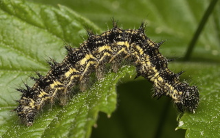 Aglais urticae caterpillar · dilgėlinukas, vikšras
