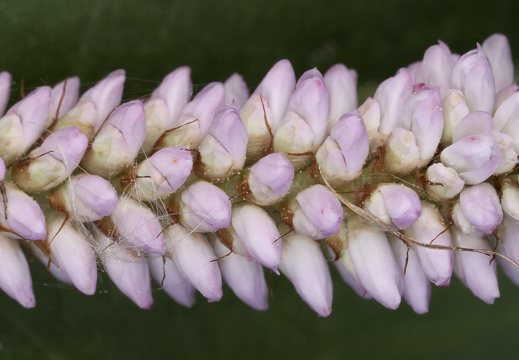 Polygonaceae · rūgtiniai
