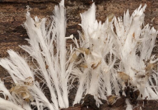 Fungi · grybai