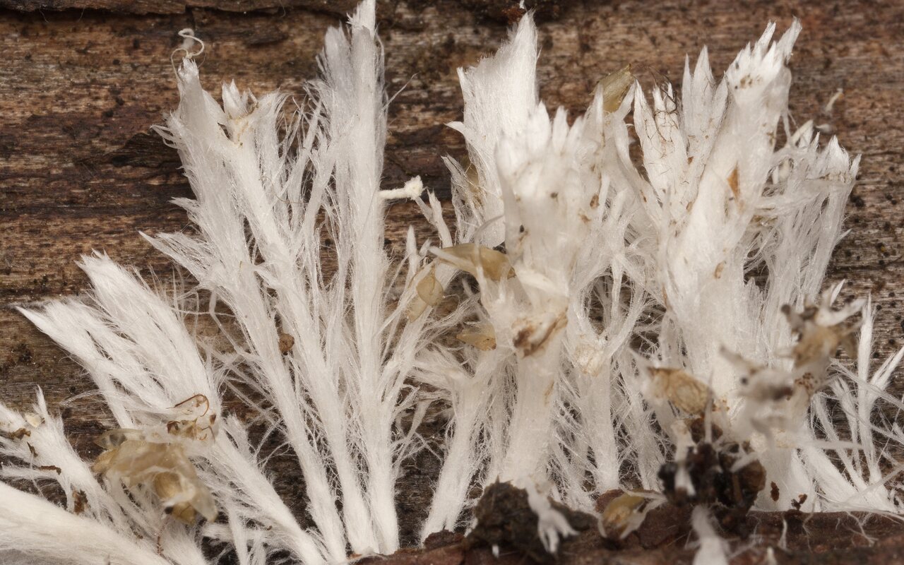 Fungi-3255.jpg