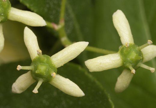 Euonymus europaeus flowers · europinis ožekšnis, žiedai
